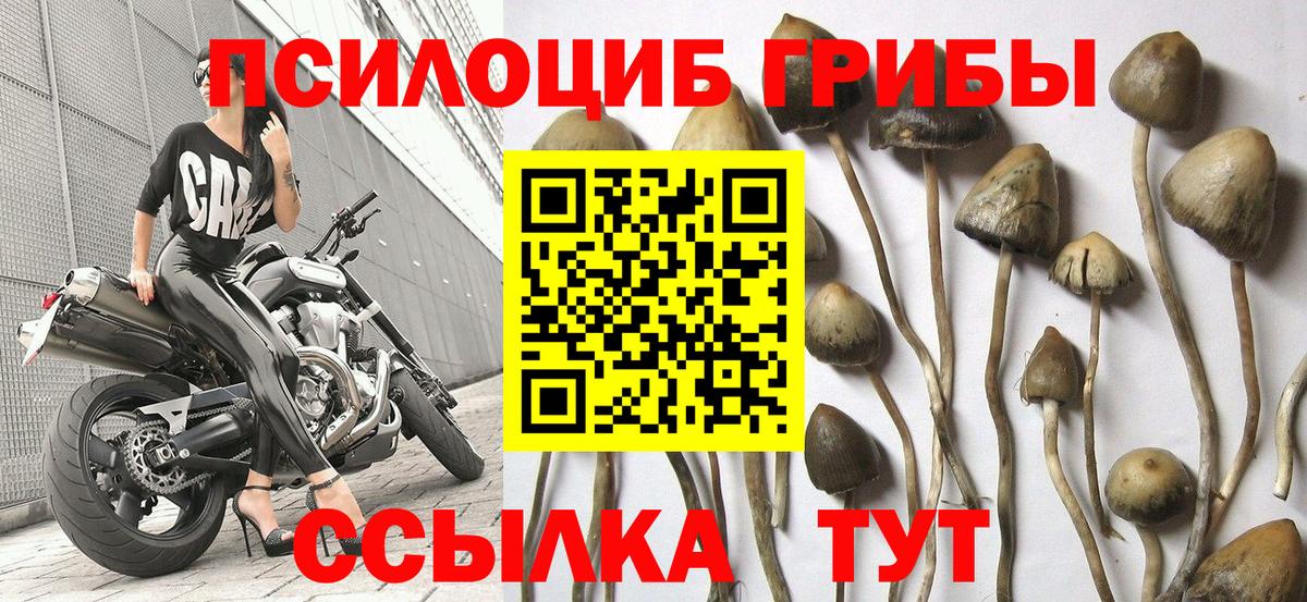 Галлюциногенные грибы MAGIC MUSHROOMS  купить закладку  Клинцы  Вход с VPN 